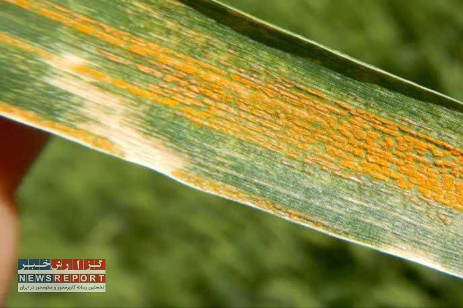 تاکید بر ضرورت پایش مزارع و مبارزه با زنگ زرد گندم