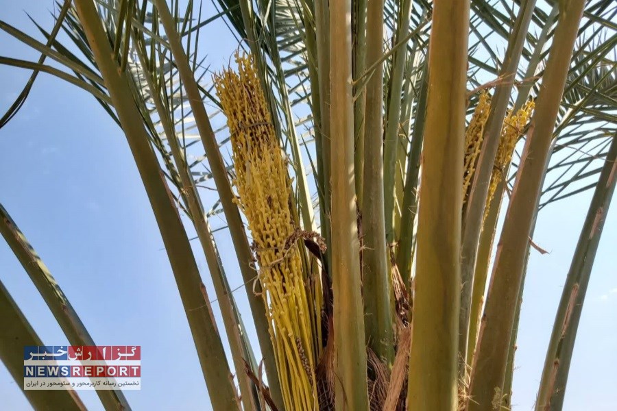 گرده افشانی نخیلات در فسا پایان یافت