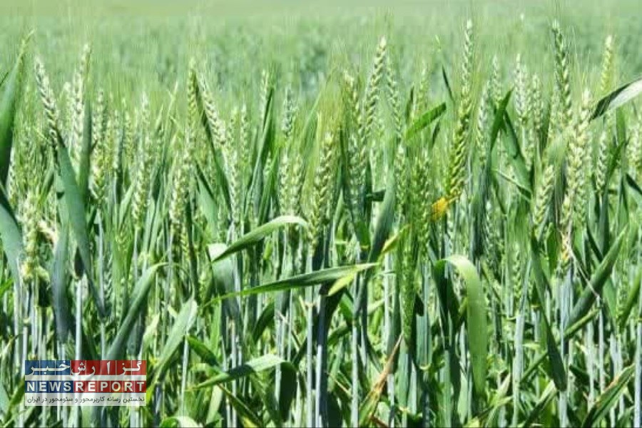 آغاز کشت گندم در لامرد تا نیمه دوم آذرماه