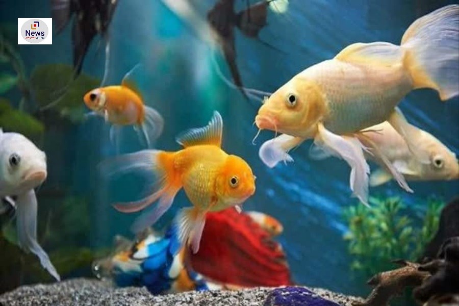 تشکیل تعاونی روستایی ماهیان زینتی