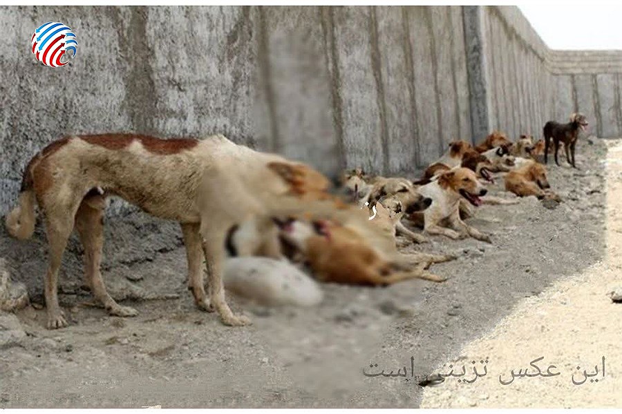 اتمام حجت دادستان لامرد با شهرداران و دهیاران در خصوص ساماندهی سگ‌های بلاصاحب